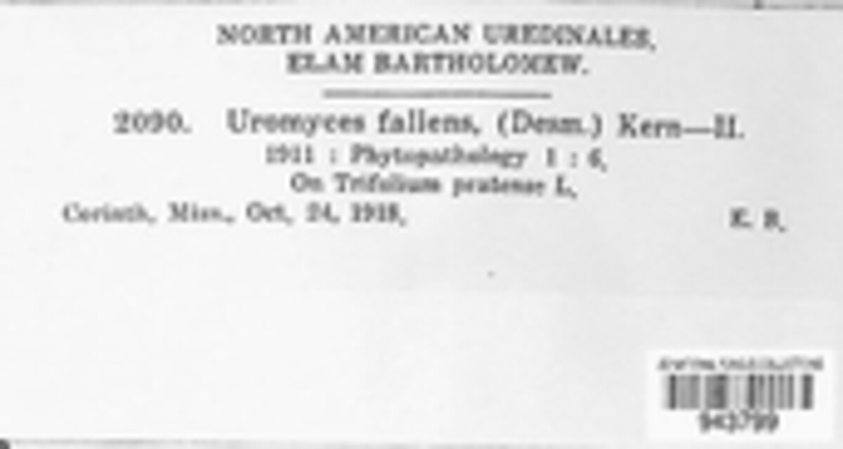 Uromyces fallens image